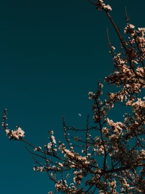 FLOR DE CEREJEIRA NAS CORES DE UM FILME 1
