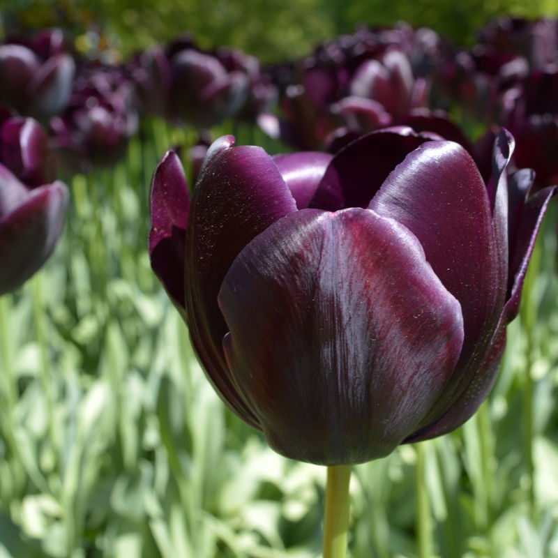 PURPLED BLACK