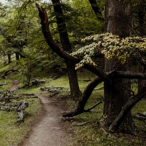 TILHA NA FLORESTA