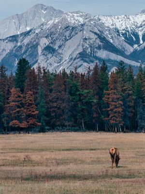 ELK NAS MONTANHAS ROCHOSAS DO CANADÁ EM CORES