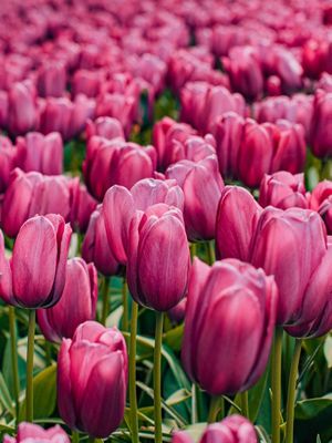 TULIPAS DO JARDIM