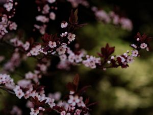 SAKURAS DELICADAS