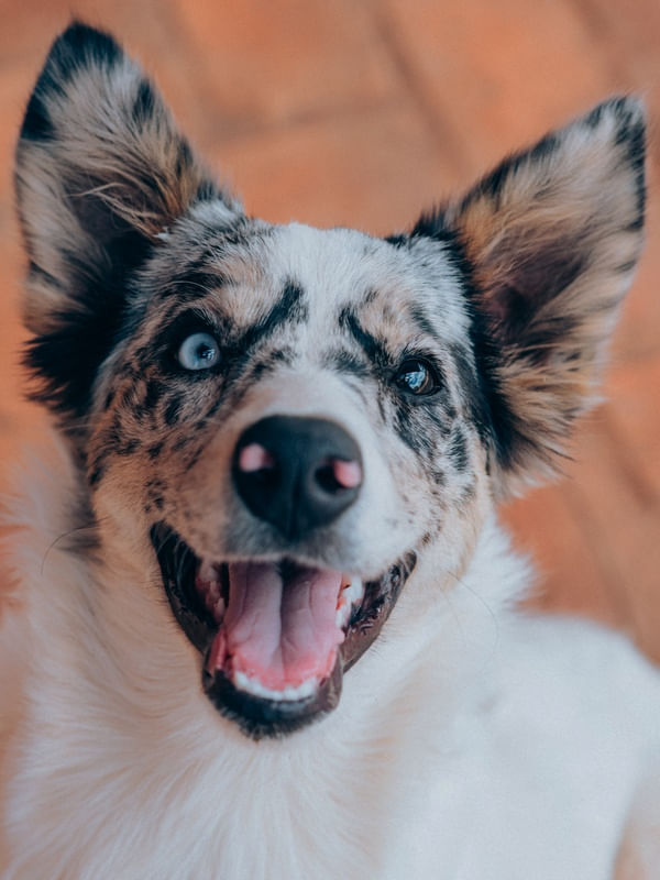 SORRIR É BOM PRA CACHORRO