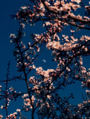 A LUA E AS FLORES