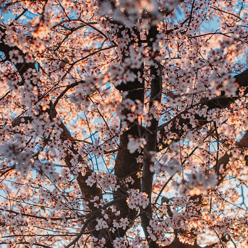 FLORESCEU