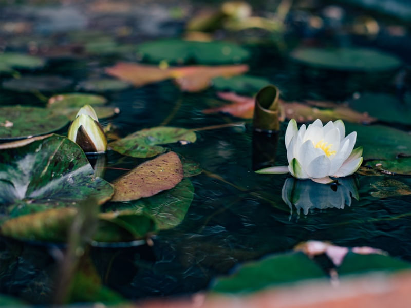 FLOR DE LÓTUS BRANCA SOBRE A ÁGUA