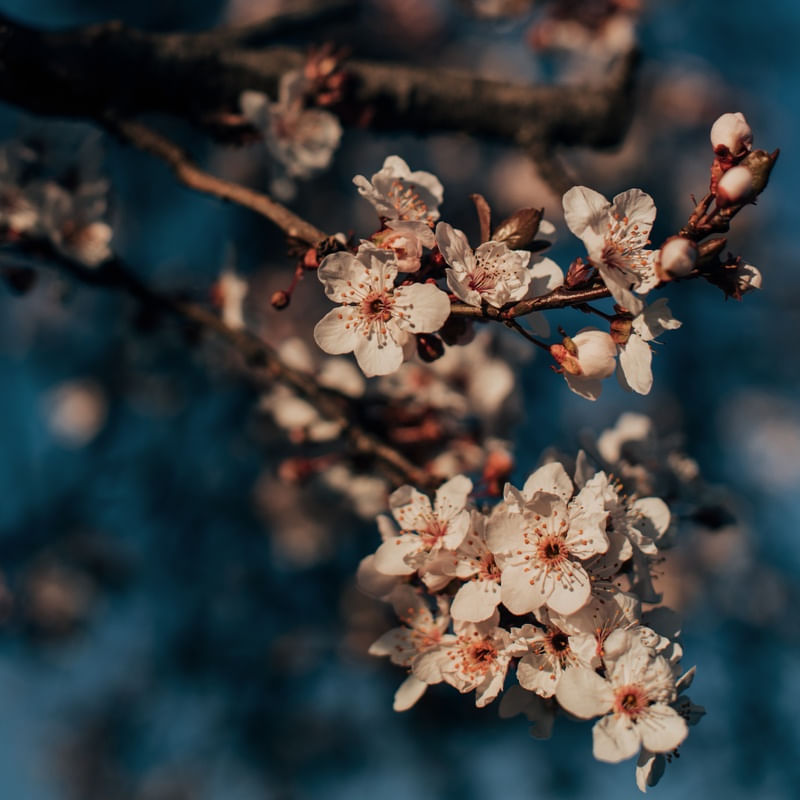 FLORES DE CEREJEIRAS