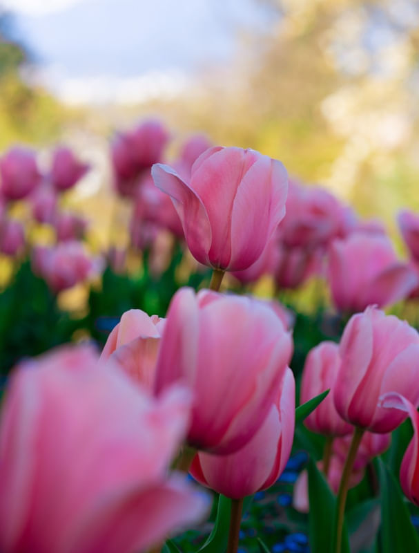 JARDIM COR DE ROSA