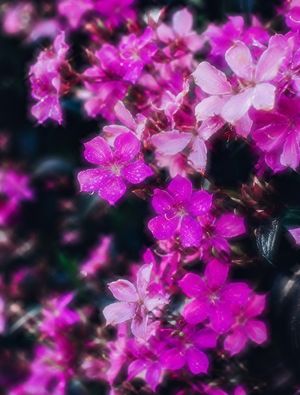FLORE COM BRILHO