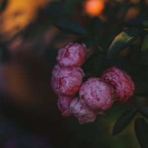 MINI-ROSAS AO ENTARDECER