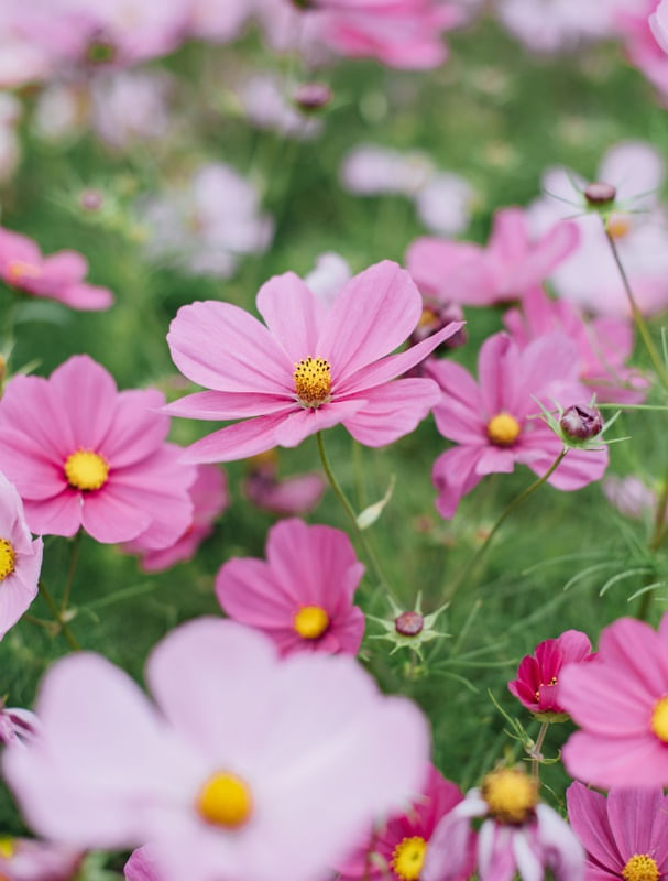 COSMOS FLOR