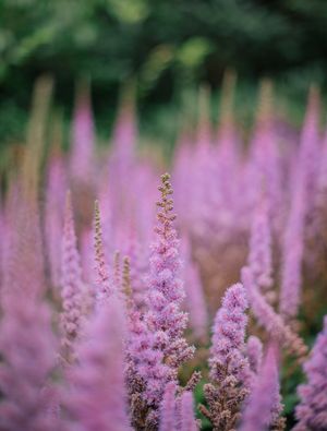 FLORES DO JARDIM REAL 1