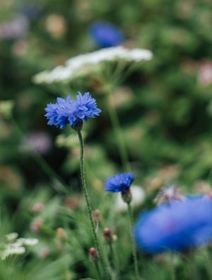 FLORES DO JARDIM REAL 2