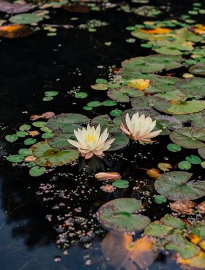 FLORES DO JARDIM REAL 3