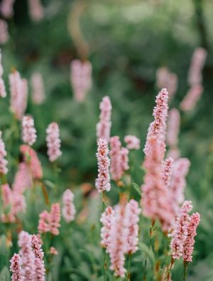 FLORES DO JARDIM REAL 4