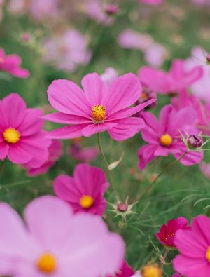 FLORES DO JARDIM REAL 5