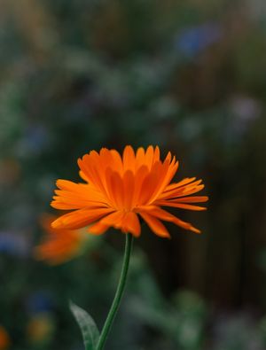 FLORES DO JARDIM REAL 7