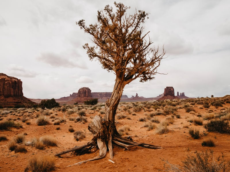 ÁRVORE SOBREVIVENDO AO DESERTO DO ARIZONA