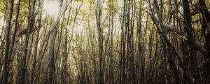 LUZ NA FLORESTA