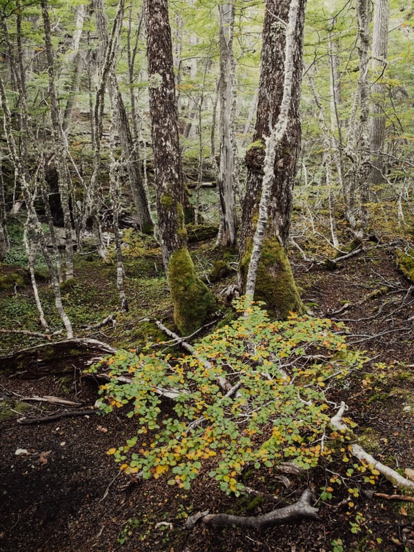 PERDIDO NA FLORESTA