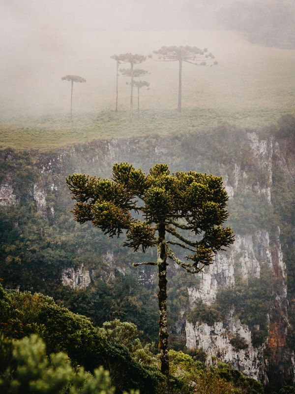 ARAUCARIA NO CÂNION LARANJEIRAS 2