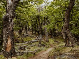FLORESTA PATAGÔNICA