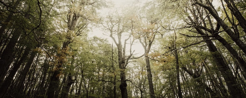 PAZ NA FLORESTA