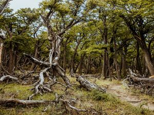 FLORESTA EM EL CHALTEN