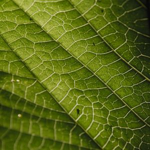 ESTRUTURA VITAL