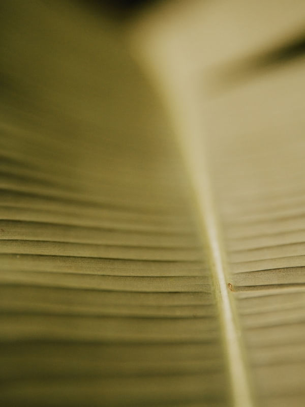 DETALHE EM FOLHA