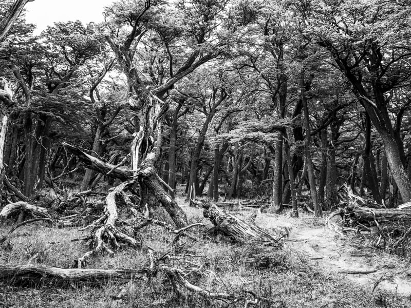 FLORESTA EM EL CHALTEN PB