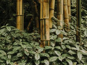 BAMBU BRASILEIRO