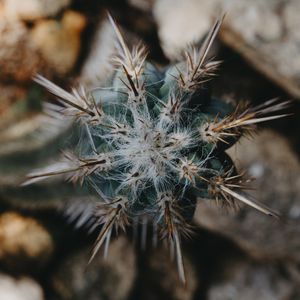 CACTO ESTRELA