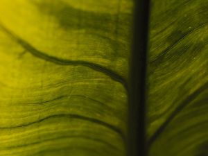 ONDA VERDE