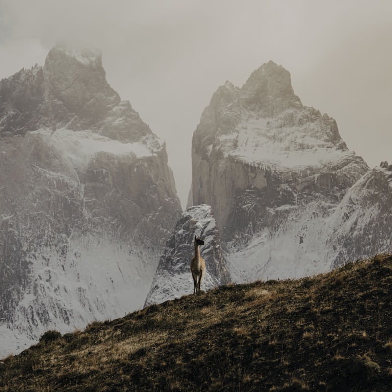 ALPACA EM TORRES DEL PAINE