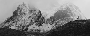 ALPACA - TORRES DEL PAINE 51°3'40.854" S 72°57'31.762" W
