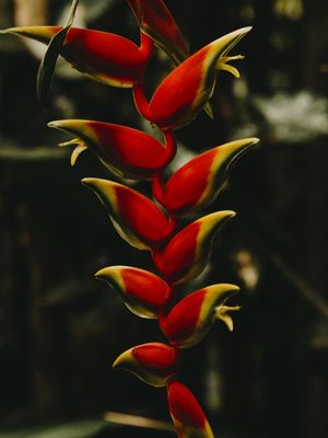 HELICÔNIA AMAZÔNICA