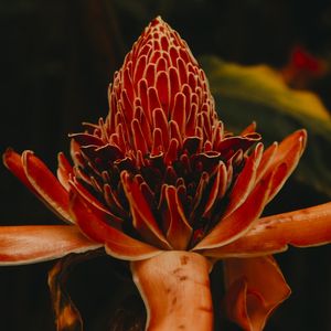 ROSA DE PORCELANA
