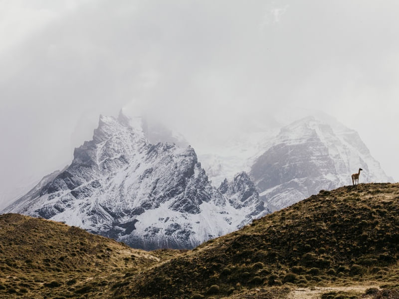 ALPACA APRECIANDO A VISTA EM TORRES DEL PAINE
