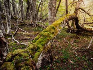 ÁRVORE CAÍDA EM UMA FLORESTA PRÓXIMA A USHUAIA