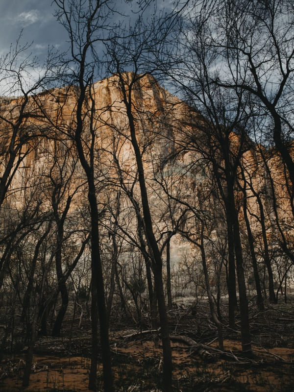 ÁRVORES DO ZION - ESTADOS UNIDOS