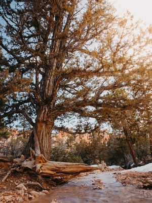ÁRVORE PRÓXIMA A RIACHO EM BRYCE CANYON NATIONAL PARK - ESTADOS UNIDOS