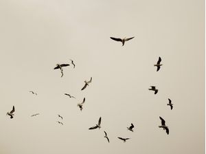CÉU DE REVOADA
