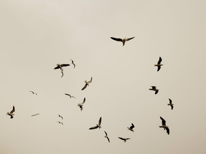CÉU DE REVOADA