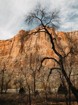 THE GROTTO - VIRGIN RIVER - ZION NATIONAL PARK