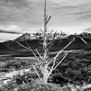 ÁRVORE SECA EM USHUAIA