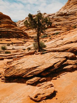 ÁRVORE SOLITÁRIA EM ARENITO DO DESERTO DO ARIZONA - ESTADOS UNIDOS
