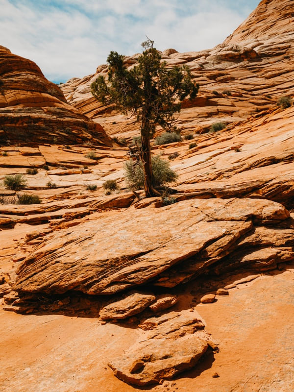 ÁRVORE SOLITÁRIA EM ARENITO DO DESERTO DO ARIZONA - ESTADOS UNIDOS