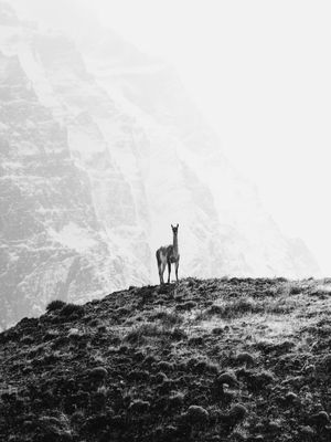 ALPACA EM TORRES DEL PAINE - PATAGÔNIA PB