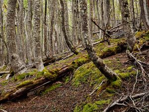 FLORESTA NA TIERRA DEL FUEGO